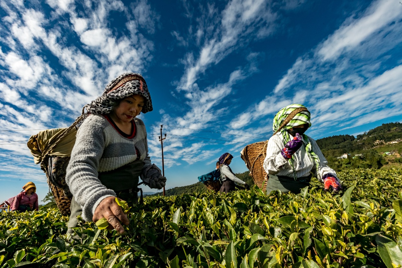 Agriculture
